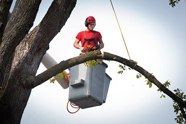 The Steps Involved in Our Tree Care Process in Copperton, UT